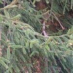 Picea orientalis Deilen