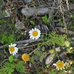 Cota triumfetti Flor