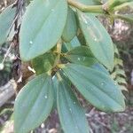 Peperomia glabella Leaf