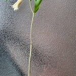 Uvularia perfoliata Blüte