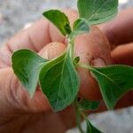 Clinopodium nepetaLeaf