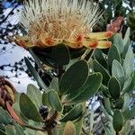 Protea caffra Flower
