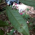 Annona foetida Leaf