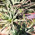 Aloe ferox Fulla