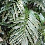 Zamia integrifolia 葉