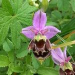 Ophrys fuciflora മറ്റ്