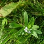 Myosotis nemorosa Hábitos