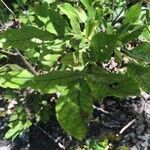 Vaccinium stamineum Leaf