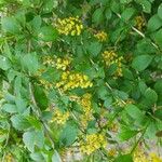 Berberis vulgaris Kvet