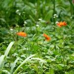 Geum coccineum 其他