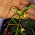 Ludwigia decurrens 叶