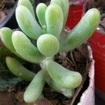 Sedum allantoides Lapas