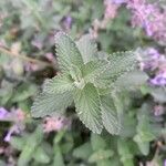 Nepeta racemosaList