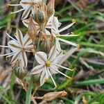 Trachyandra saltii Virág