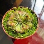 Drosera capillaris পাতা