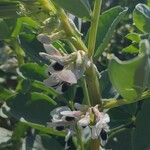 Vicia faba Flower