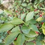 Pourthiaea villosa Blatt