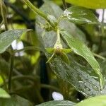 Manettia luteorubra Fruto