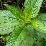 Mentha × piperita Feuille