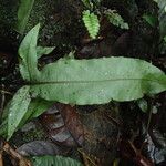 Bolbitis fluviatilis Leaf