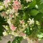 Combretum indicum Цветок