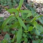 Ranunculus abortivus Feuille