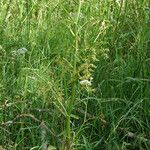 Oenanthe fistulosa Leaf
