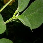 Kohleria tigridia Leaf