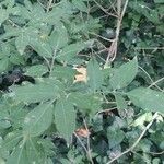 Sambucus nigra Leaf