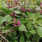 Lamium purpureumBlomma