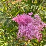 Filipendula rubra Flor