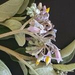 Solanum tettense Кветка