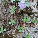Primula marginata Kwiat