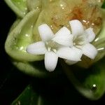 Palicourea glomerulata Flor