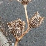 Datura stramonium Fruit