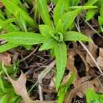 Bouvardia ternifolia Leaf