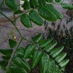 Caesalpinia violacea Blatt