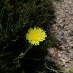 Crepis albidaപുഷ്പം