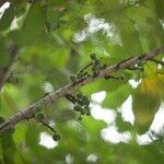 Ficus hispida Plod