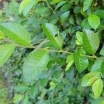 Ulmus parvifolia Ліст