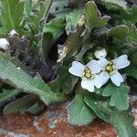 Murbeckiella pinnatifida Flower