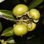 Diospyros nigra Fruto