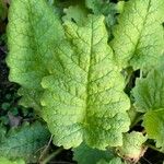 Primula sieboldii Hostoa