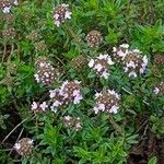 Thymus longicaulis 形態
