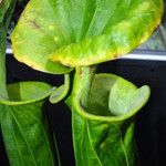 Sarracenia flava Folha