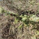 Juniperus oxycedrus Хабит