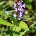 Scutellaria indica Fiore