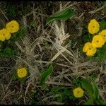 Ranunculus eschscholtzii Habit