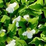 Trillium grandiflorum List