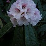 Rhododendron uvariifolium Flor